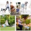 (S) 2 Fraldas Laváveis Super Absorventes para Cães Fêmea ou Macho de Pequeno Porte