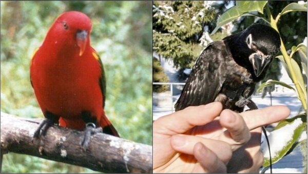 Arnês para Papagaio /Aves Pequeno Preto