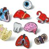 Pins de Esmalte Criativos Órgãos Humanos Médicos DanLingJewelry Conjunto de 9 Peças